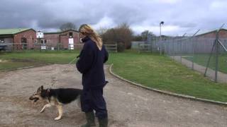 Being an RSPCA Volunteer Dog Walker [upl. by Eustatius]