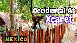 Hotel Occidental AT Xcaret  el Resort mas Natural de Playa del Carmen [upl. by Dane]