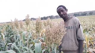 sorghum farming [upl. by Magdalena]