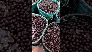 Açaí amazonense no Pará açaí Belém Pará açaídaamazônia [upl. by Adnoma]