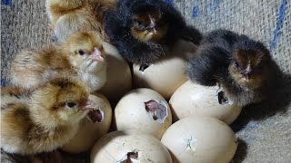 Amazing Born Chicks  Hen Harvesting Eggs To Chicks Natural Hatching  Wonderful Nature [upl. by Other]