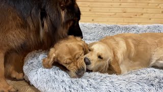 German Shepherd Steps In As PEACEMAKER Every Time My Dogs Fight [upl. by Meir]