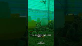 ¿Cómo instalar bebederos para gallinas felices pollitos huevos avicultura [upl. by Immot]