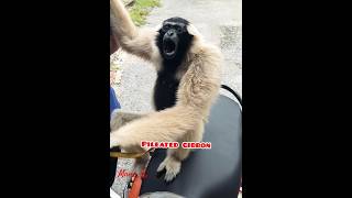 Pileated gibbon callgibbons animalsoundsmammalsmamatv8542 [upl. by Yerdna]