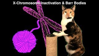 Genetics  Xchromosome Inactivation Barr Bodies and the Calico Cat [upl. by Bibeau795]