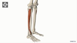 Autoestiramiento del Extensor Común de los Dedos del Pie [upl. by Notsniw]