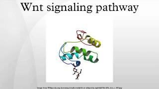 Wnt signaling pathway [upl. by Anwadal]