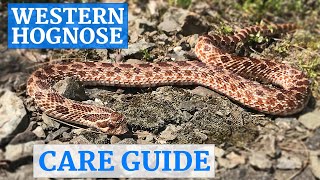 Western Hognose Snake InDepth Care Guide [upl. by Afital]