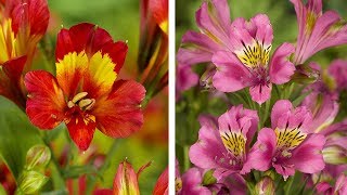 How to Plant Alstroemeria Peruvian Lily Summer Garden Guide [upl. by Amatruda]