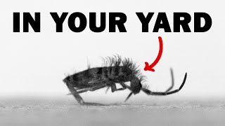 The Extremely Fast Animals in Your Yard  Springtails [upl. by Dudley]