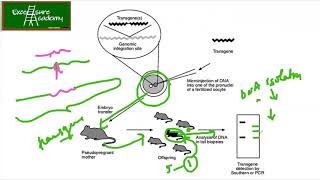 Animal tissue culture Transgenic animals lecture 12 micro injection retroviral methods [upl. by Pauli]