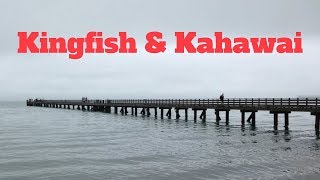 NZ Wharf Fishing  Kingfish amp Kahawai  Fishing In The Rain  Spring 2017 [upl. by Isnan]