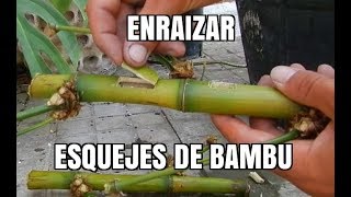 Como multiplicar BAMBU gigante por ESQUEJES [upl. by Amein]