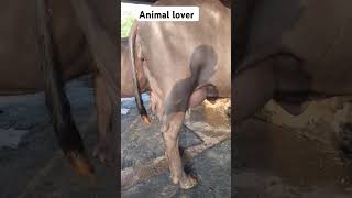 Animal lover short viral video trending please subscribe me [upl. by Humfrey]