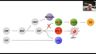 Transcriptional Control of Dendritic Cell Diversification by Dr Kenneth Murphy [upl. by Thorley836]