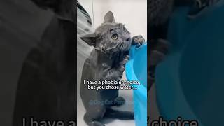 49 Furry Daily Life🐱❤️🐶 cat dog pet funny funniest pet moments best pet compilation pets [upl. by Viehmann]