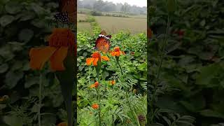 Butterfly  butterfly  Butterfly On Flowers  Butterfly On Flowers In Garden [upl. by Pronty547]