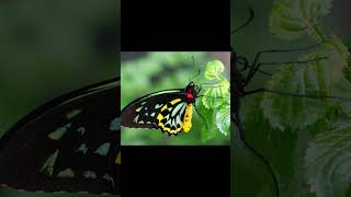 top 3 biggest butterflies in the worldfactstrendingshortsfeednaturebutterflytop3gkytshorts [upl. by Oakleil]