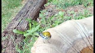 Female Blackthroated Green Warbler [upl. by Aleiram430]