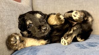 Shepadoodle Puppies Eat Play Sleep at Four Weeks Old [upl. by Jauch929]