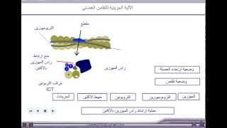 الآلية الجزيئية للتقلص العضلي  للثانية بكالوريا [upl. by Doloritas]