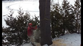 Arborists Falling Big White Pine Onto Lake [upl. by Notgnilliw]