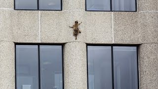 An der Fassade Waschbär klettert auf Hochhaus [upl. by Erreid]