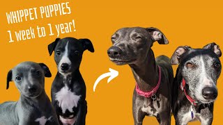 Whippet Puppies 1 week to 1 year time lapse [upl. by Wolcott]