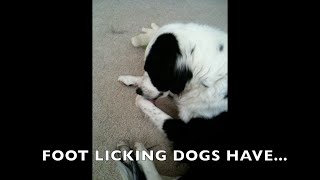 ALLERGY FOOT LICKING BORDER COLLIE [upl. by Nyrhtac]