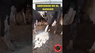 Abscesos en el ganado ¿Qué hacer absceso campo ganado rancho zootecnia vacas toros [upl. by Ellehcir]