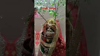 tulsyan tulsi love song tulsivivahgeet viralvideo special youtubeshorts [upl. by Erny]