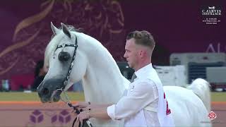 N 281 ASAYEL SHAMAL Al Shaqab International Arabian Horse Show 2024 Stallions 7 Years Old Class [upl. by Tobey170]