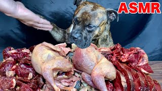 MUKBANG ASMR Dog Reviews Raw Meats Quail amp Venison amp Beef 【American Bully】 [upl. by Franciska100]