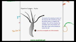 FSc Biology Book1 CH 12 LEC 8 Digestion in Hydra [upl. by Silvers]