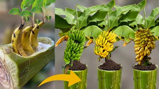 Unbelievable Techniques How To Grow A Banana Tree From A Banana Fruit in Banana Tree Trunk [upl. by Cleres]