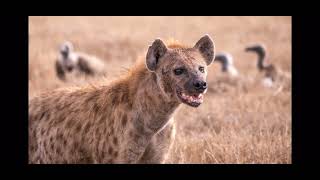 Spotted hyena laugh [upl. by Yhtomot]