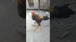 Ciri Reflek Ayam Tadah Pukul salamsatuhobi ayamhobi peternakpemula automobile fyp viralvideo [upl. by Haididej467]