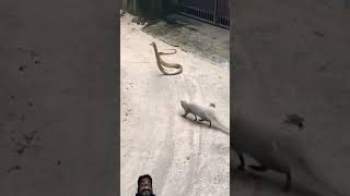 saanp or newala snake animals dogfights monkey cobra love cobravsmongoose wildlife [upl. by Leblanc]