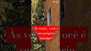 Tucano versus quottucanoquot acheodiferente shorts animals cat pets [upl. by Nacim]