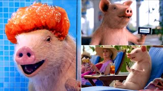 Funniest Maxwell the Geico Pig Commercials EVER Little Piggy Cry Wee Wee Wee [upl. by Schaffer]