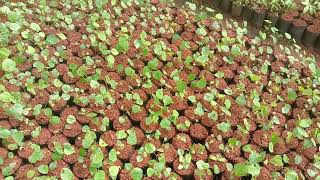 Pterocarpus marsupium Malabar kino Indian kino Venkai Medicinal plant Seed germinationSeedlings [upl. by Naryk648]