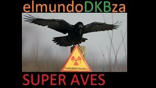 SUPER AVES DE TERROR EN CHERNOBYL SOPORTAN RADIOACTIVIDAD IMPRESIONANTE \ elmundoDKBza [upl. by Coheman]