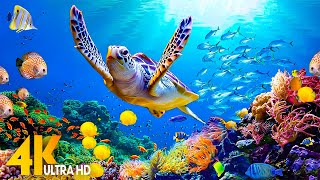 NEW 4HRS Stunning 4K Underwater Wonders  Relaxing Music  Coral Reefs Fish amp Colorful Sea Life [upl. by Helfand]