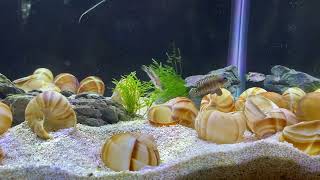 Shell Dwellers sparing behavior “Black Ocellatus” lamprologus speciosus [upl. by Kingsley]