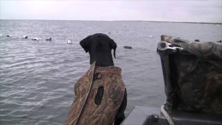 Best Sea Duck hunting on the East Coast [upl. by Yemorej501]