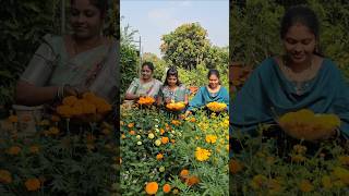 Marigold flowers harvesting బంతిపువ్వులు Mariegold mygarden gardening shortvideo ytshorts [upl. by Mansoor]