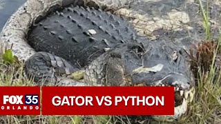 Alligator vs python fight caught on camera in the Florida Everglades [upl. by Anaihr]