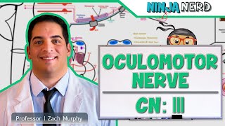 Neurology  Oculomotor Nerve Cranial Nerve III [upl. by Mariko673]