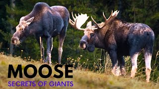 Majestic Moose The Secrets Facts of These Majestic Giants [upl. by Eidnak991]