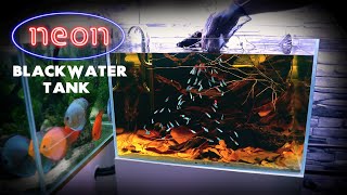 Aquascape Tutorial NEON TETRA Blackwater Aquarium How To Step By Step Fish Tank Build Guide [upl. by Acus]